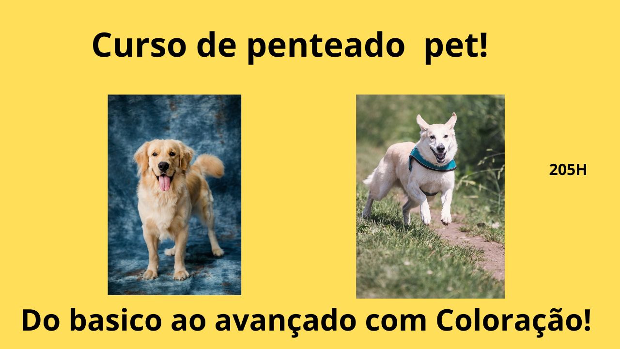 Aprenda mais de 25 penteados perfeitos do básico até a finalização, detalhe por detalhe. São penteados com coloração, penteados de corpo, penteados 3D e muito mais. Esse curso é para quem deseja cuidar do seu pet e principalmente para quem deseja trabalhar ou já trabalha cuidando do penteado de pets. O curso é realizado por Nathy Baumhardt, professora e sócia da RBN Cursos. Uma das maiores realizadoras de cursos para pets do Brasil.